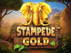Stampede Gold 