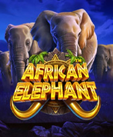 African Elephant 