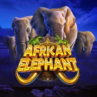 African Elephant 