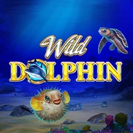 Wild Dolphin