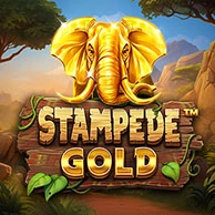Stampede Gold 