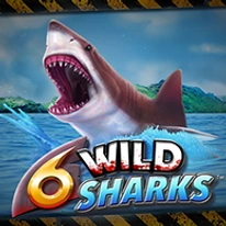 6 Wild Sharks