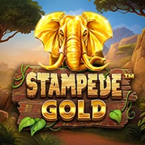 Stampede Gold 