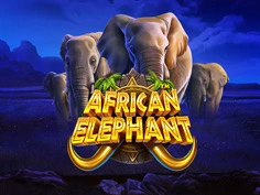 African Elephant 